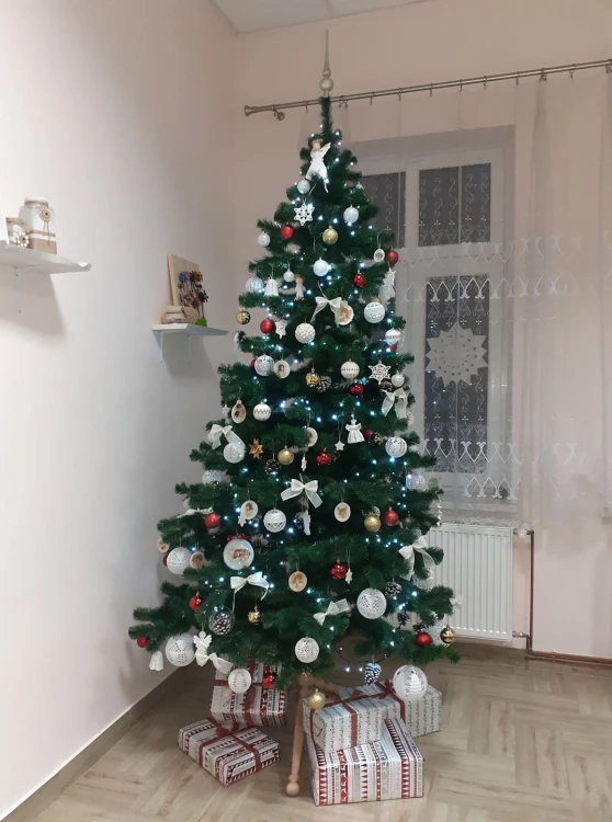 Jodła Zielona 260 cm w Klubie Senior+ w Klimkówce fot.7