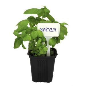 Tabliczki plastikowe do opisywania roślin