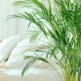Ziemia do Palm Juki Mostery