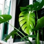 Ziemia do Palm Juki Mostery