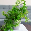 Podpora doniczkowa 33x45cm zielona