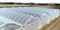 Folia tunelowa UV2 - 6m