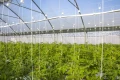 Folia tunelowa UV3 - 6m, 8m, 12m fot.5