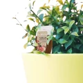 Naturalne serum organiczne do roślin doniczkowych