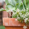 Naturalne serum organiczne do roślin doniczkowych