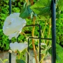 2003-pergola-moderna-max3 kopia.webp