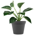 Doniczka Patio fi 26 cm fot. 5