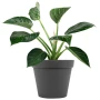 Doniczka Patio fi 26 cm fot. 5
