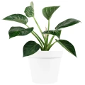 Doniczka Patio fi 26 cm fot. 6