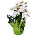 Biała gwiazda betlejemska w osłonce - 37 cm
