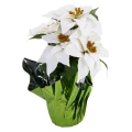 Biała gwiazda betlejemska w osłonce - 37 cm