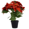 Czerwona gwiazda betlejemska w doniczce - 44 cm