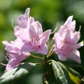 Żel nawóz mineralny do rododendronów, azalii i różaneczników