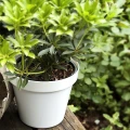 Doniczka Patio fi 26 cm - 7 L fot. 10