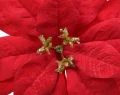 Czerwona poinsettia na metalowym klipsie 16 cm