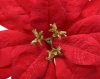 Czerwona poinsettia na metalowym klipsie 26 cm