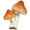 Grzyby leśne - Dekoracja choinkowa na klipsie 9 cm fot.2