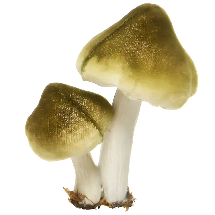 Grzyby leśne - Dekoracja choinkowa na klipsie 9 cm fot.1