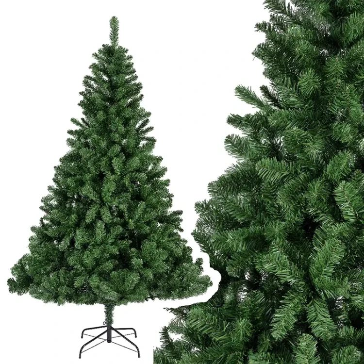 Zielona Sosna Cesarska - Olbrzymia choinka 450 cm