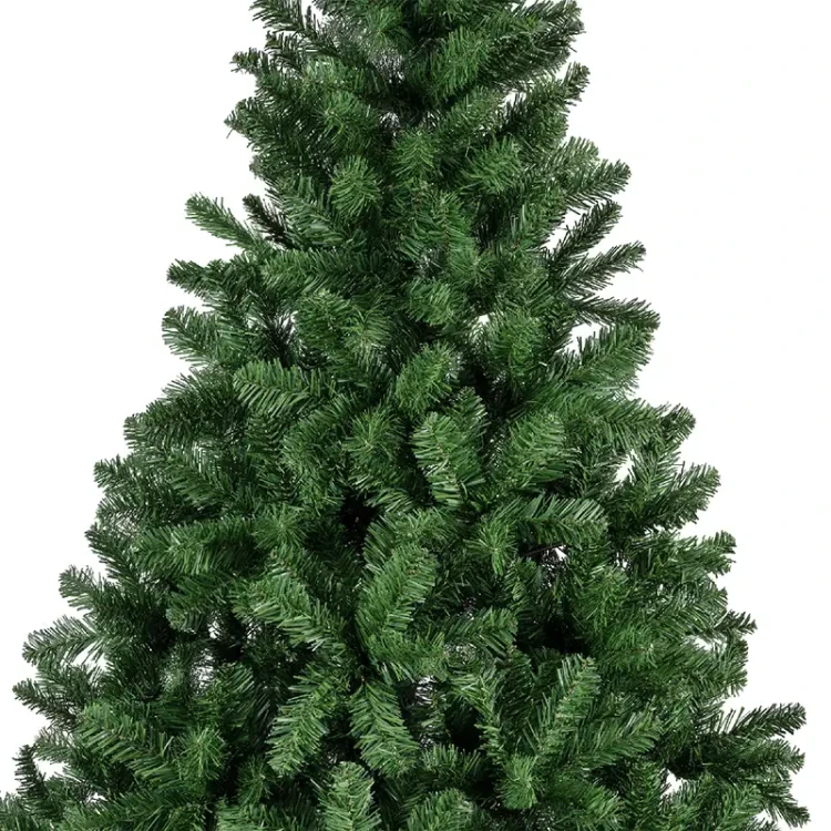 Zielona Sosna Cesarska - Olbrzymia choinka 450 cm