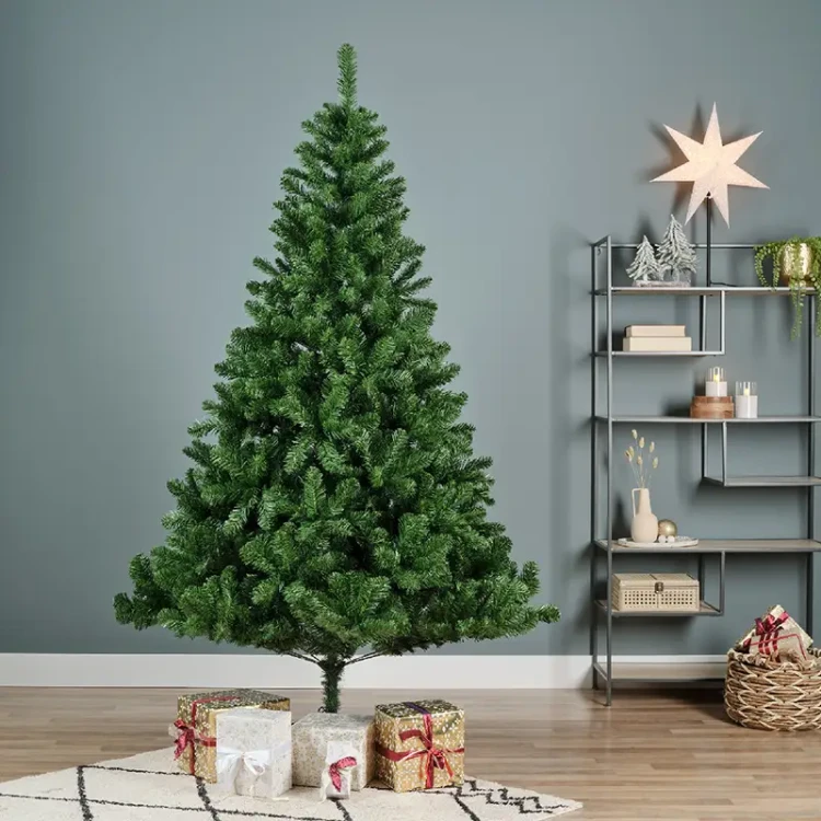 Zielona Sosna Cesarska - Olbrzymia choinka 450 cm