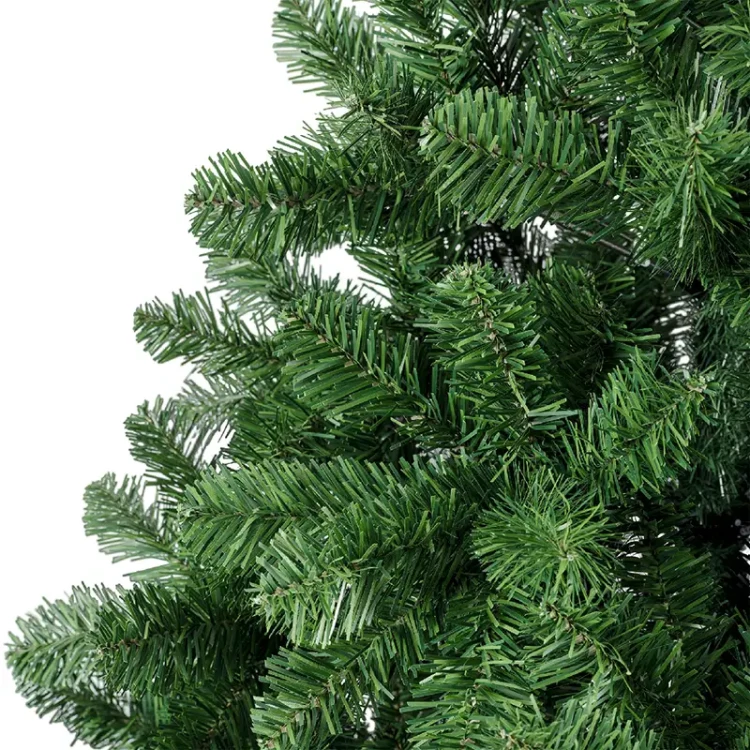 Zielona Sosna Cesarska - Olbrzymia choinka 450 cm