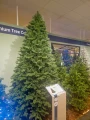 Zielona Sosna Cesarska - Olbrzymia choinka 450 cm