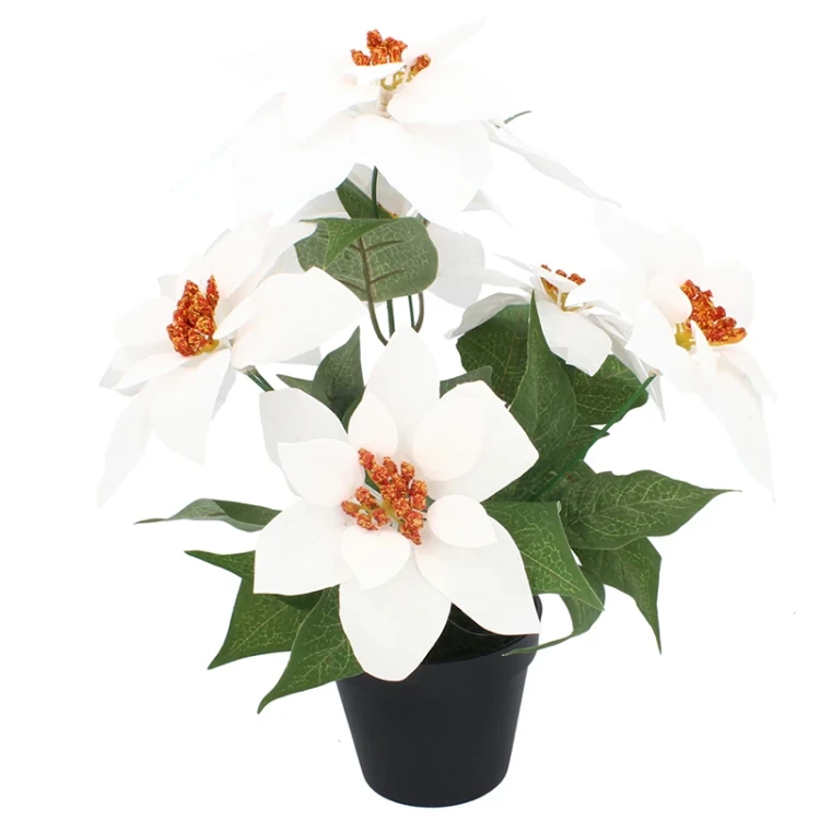 Gwiazda betlejemska w czarnej doniczce - 35 cm zdjęcie 2