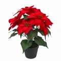 Gwiazda betlejemska w czarnej doniczce - 35 cm zdjęcie 1