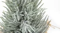 Cyprys w jucie - Ośnieżona mała choinka 30 cm