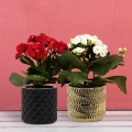 Ceramiczna złota osłonka 15x15x13 cm