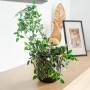 Srebrna podpora do roślin doniczkowych 'S' 28x40 cm kpl. 3 szt.