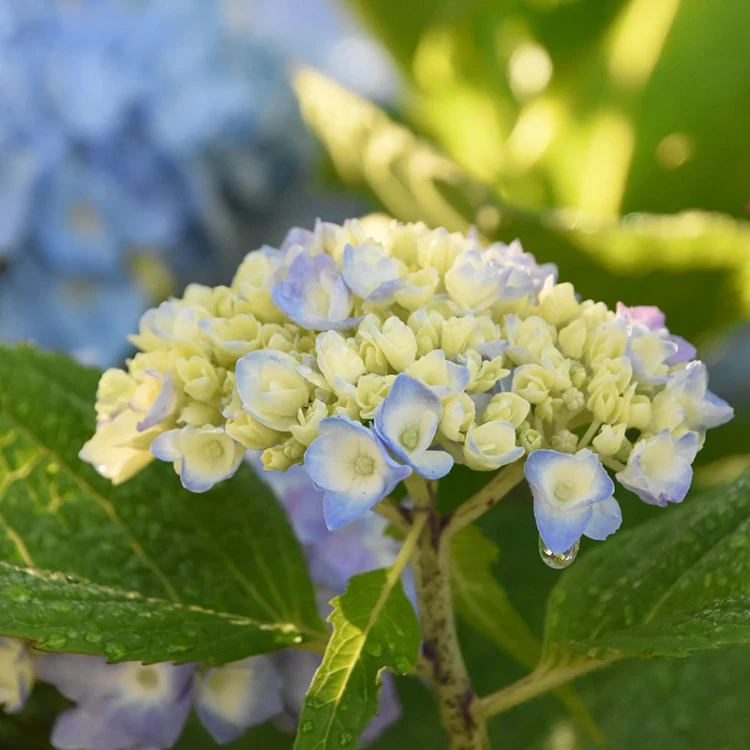 Nawóz BLOOM do hortensji - 200g
