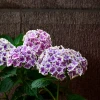 Nawóz BLOOM do hortensji - 200g