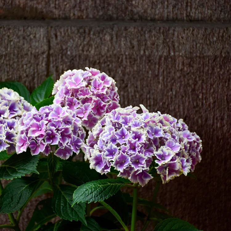 Nawóz BLOOM do hortensji - 200g