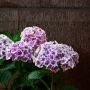 Nawóz BLOOM do hortensji - 200g