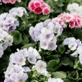 Nawóz BLOOM do pelargonii- 200g