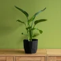 Nawóz BLOOM do roślin zielonych - 200g