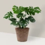 Nawóz BLOOM do roślin zielonych - 200g