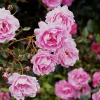 Nawóz BLOOM do roślin róż - 200g