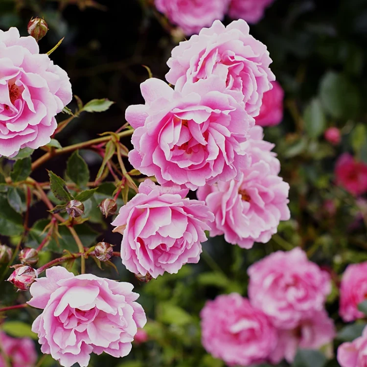 Nawóz BLOOM do roślin róż - 200g