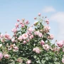 Nawóz BLOOM do roślin róż - 200g