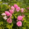 Nawóz BLOOM do roślin róż - 200g