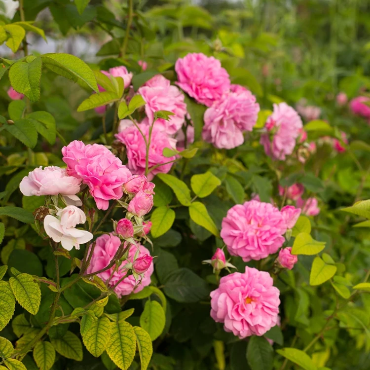 Nawóz BLOOM do roślin róż - 200g