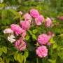 Nawóz BLOOM do roślin róż - 200g