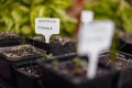 Tabliczki plastikowe do opisywania roślin fot.4