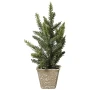 Małe choinki w doniczce - 20 cm wzór 3