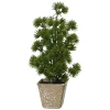 Małe choinki w doniczce - 20 cm wzór 1
