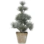 Małe choinki w doniczce - 20 cm wzór 5