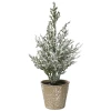 Małe choinki w doniczce - 20 cm wzór 6